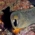 moray_spotted_fine_wolf_v_0221_ecu0711.jpg